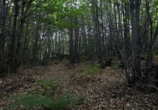 Protección y fortalecimiento de bosques locales.