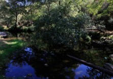Recuperación de balsas, pozas, etc. como puntos de agua para favorecer la recuperación de anfibios y otras especies acuáticas de interés.