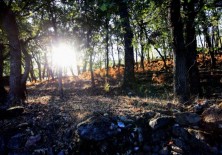 Reforestación mediante la utilización de especies autóctonas.