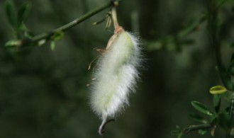 Vegetación