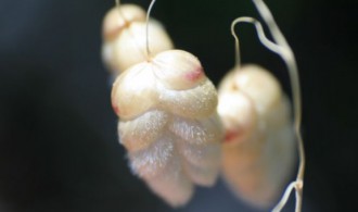 Vegetación