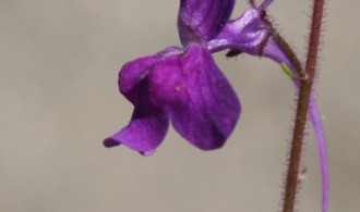 Flora: Linaria Elegans