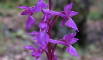 Flora: Orquidea Orchis