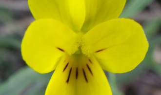 Flora: Viola Langeana