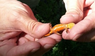 Realización de inventario de flora y fauna