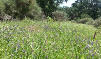 Realización de inventario de flora y fauna