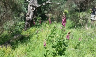 Realización de inventario de flora y fauna