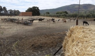 Incendio Sierra de Gata